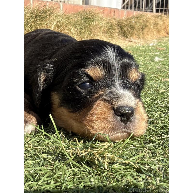 販売中の千葉県のミックス犬-438529の4枚目