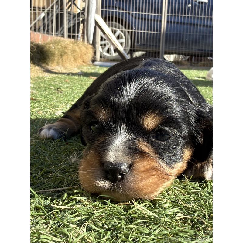 販売中の千葉県のミックス犬-438529の3枚目