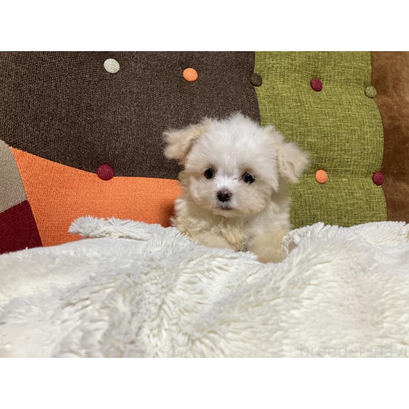 販売中の福岡県のマルプー:マルチーズ×トイプードル-438531の9枚目