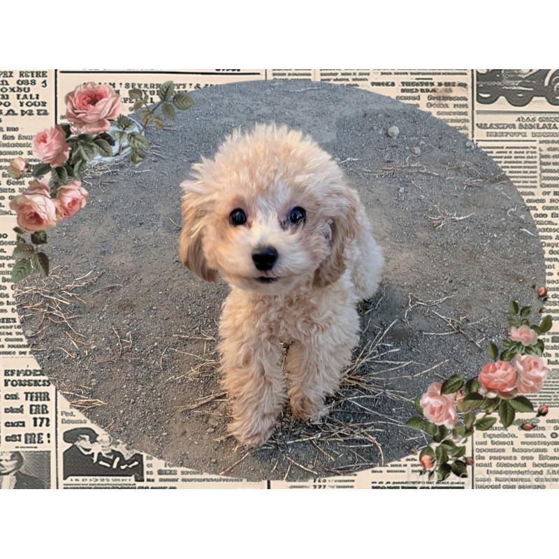 販売中の静岡県のタイニープードル-438532