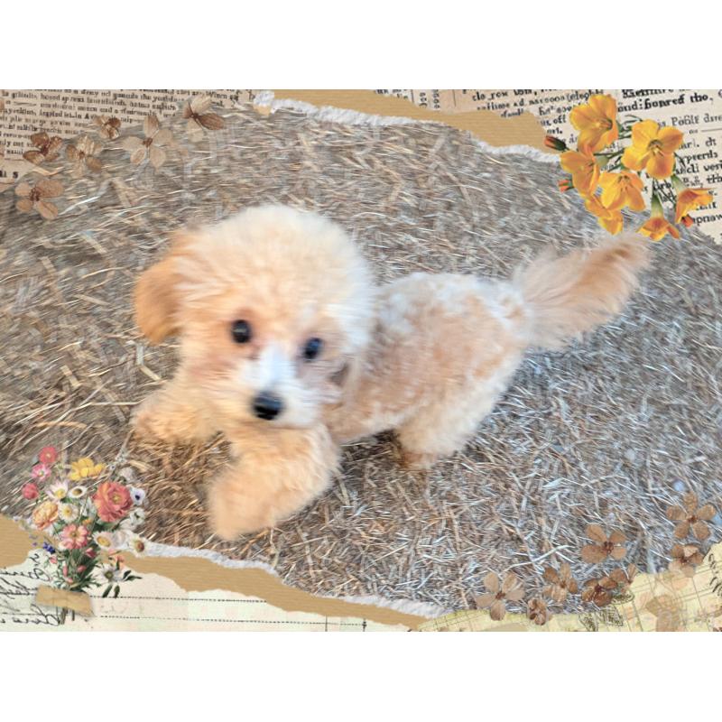 販売中の静岡県のタイニープードル-438532の3枚目