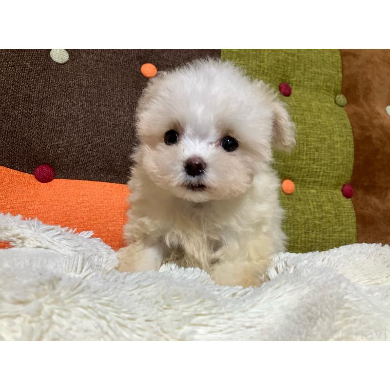 販売中の福岡県のマルプー:マルチーズ×トイプードル-438531の8枚目