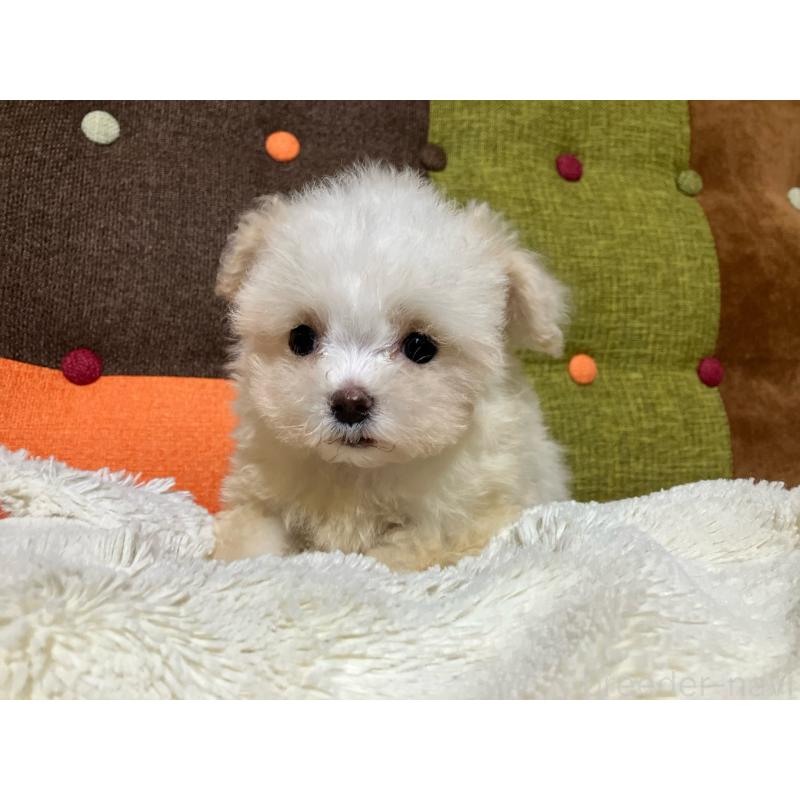 販売中の福岡県のマルプー:マルチーズ×トイプードル-438531の7枚目