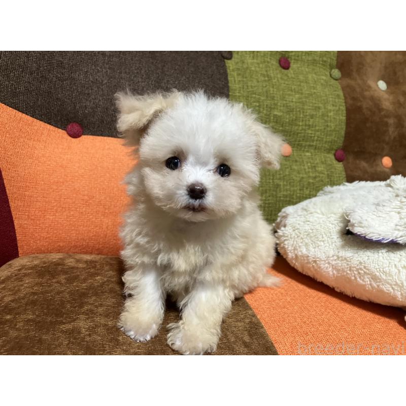 販売中の福岡県のマルプー:マルチーズ×トイプードル-438531の5枚目