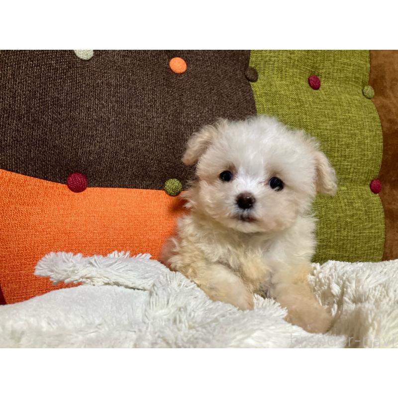 販売中の福岡県のマルプー:マルチーズ×トイプードル-438531の4枚目