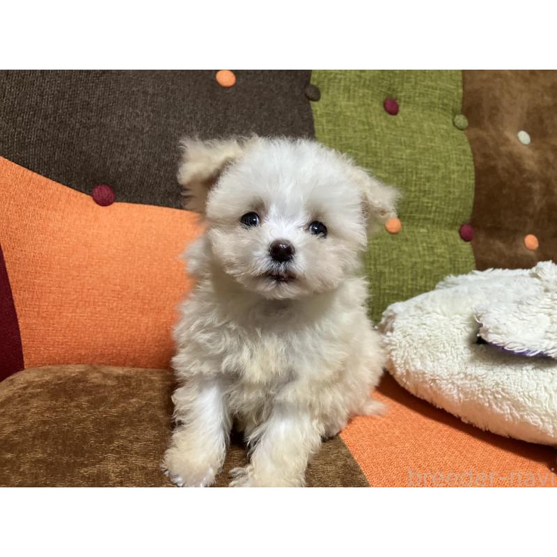 販売中の福岡県のマルプー:マルチーズ×トイプードル-438531の3枚目