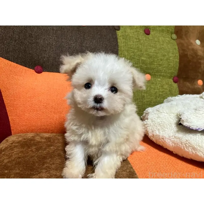 販売中の福岡県のマルプー:マルチーズ×トイプードル-438531