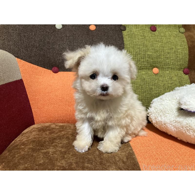 販売中の福岡県のマルプー:マルチーズ×トイプードル-438531の2枚目