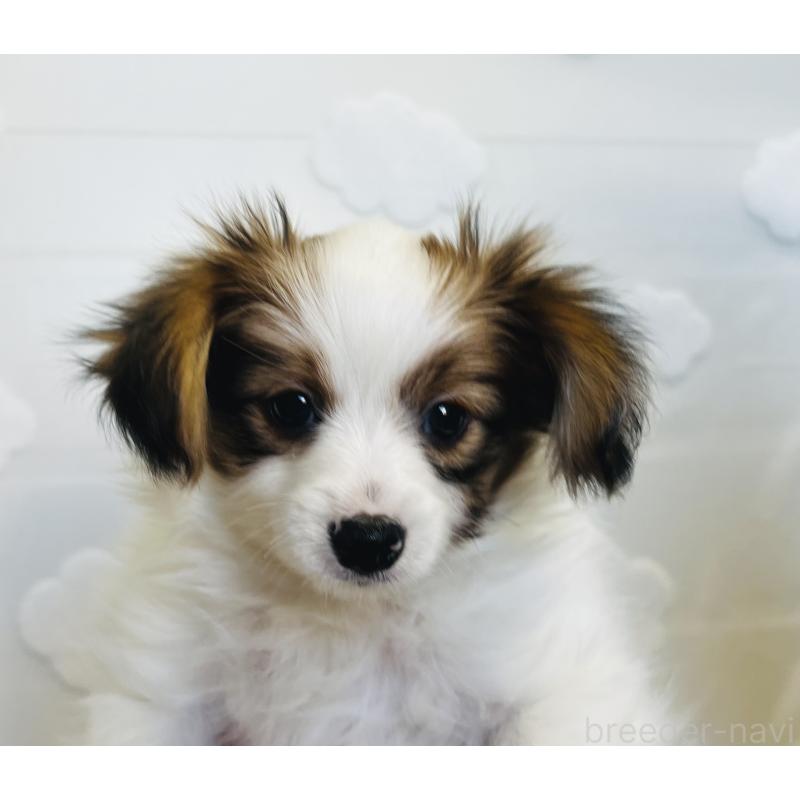 販売中の埼玉県のパピヨン-429644の2枚目