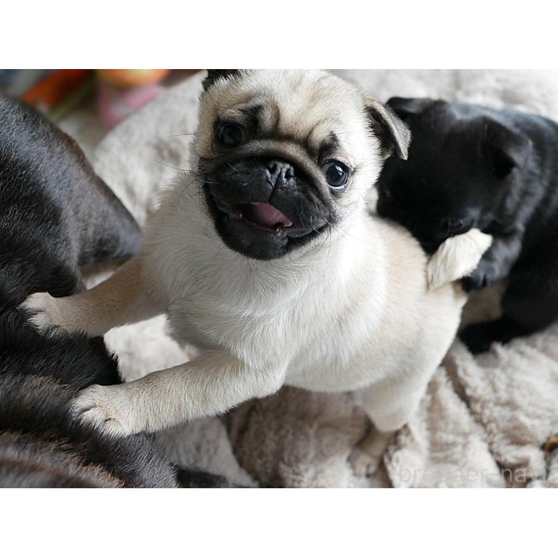 販売中の鹿児島県のパグ-423894の13枚目