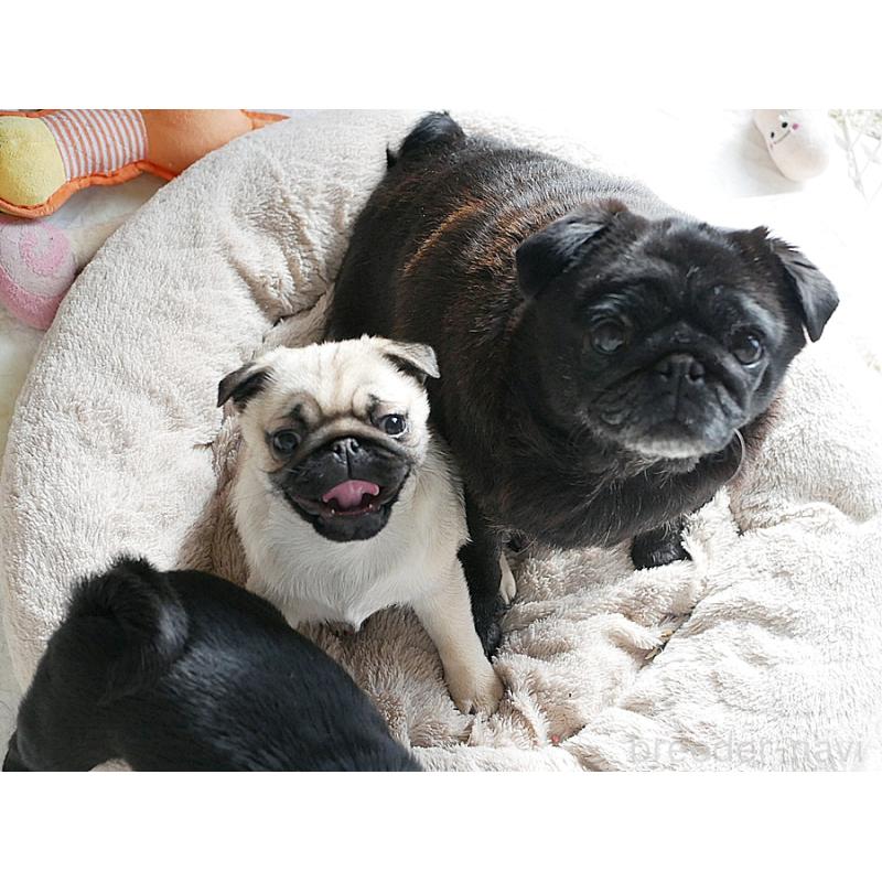 販売中の鹿児島県のパグ-423894の11枚目