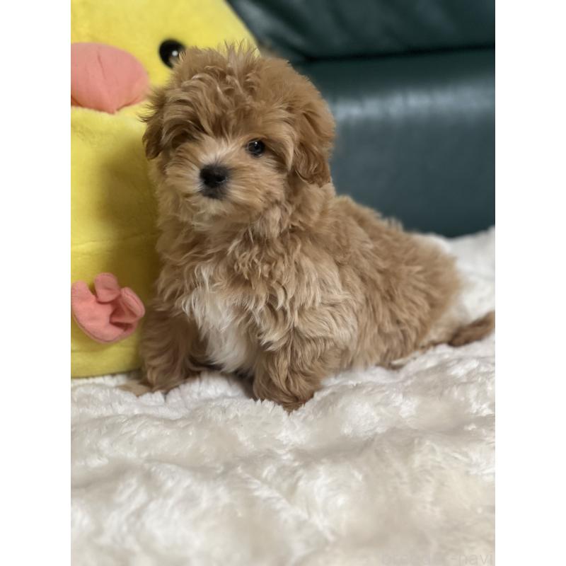 商談中の静岡県のポメマル:ポメラニアン×マルチーズ-434737の6枚目