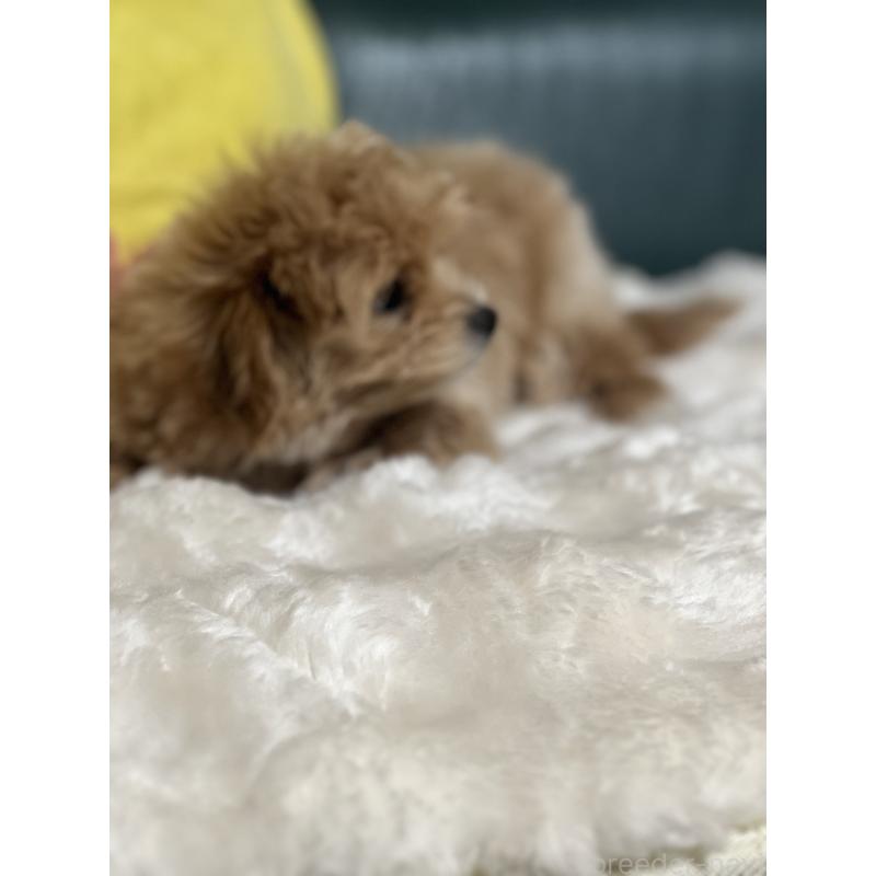 商談中の静岡県のポメマル:ポメラニアン×マルチーズ-434737の4枚目