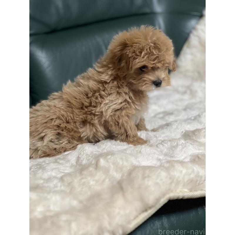 商談中の静岡県のポメマル:ポメラニアン×マルチーズ-434737の3枚目