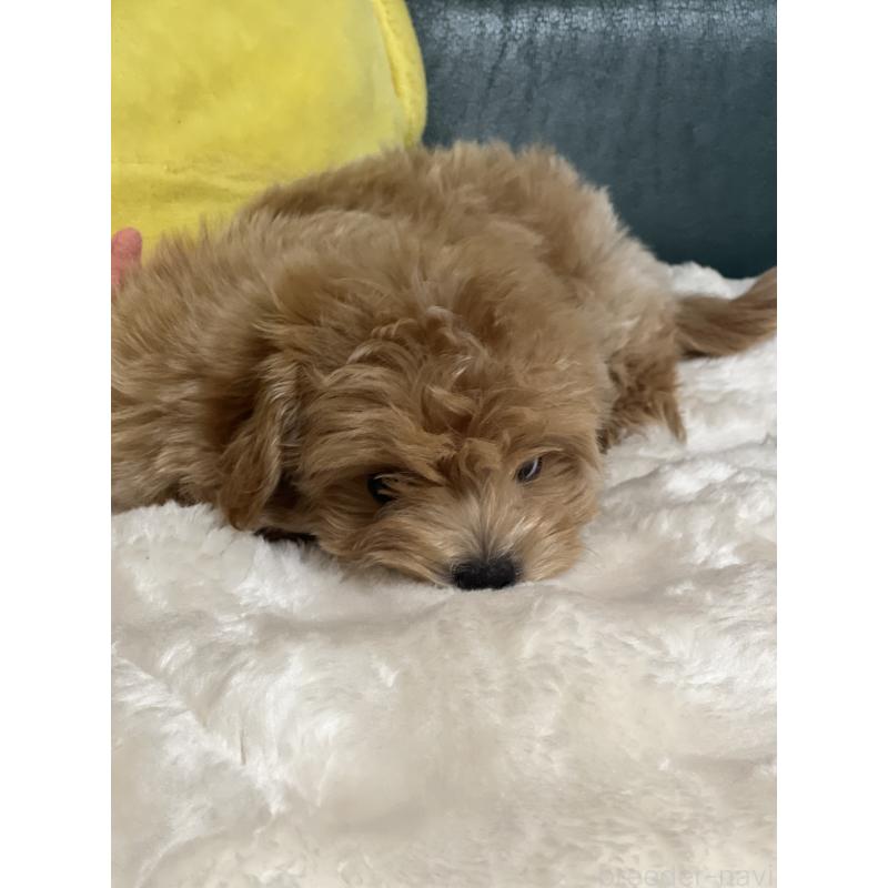 商談中の静岡県のポメマル:ポメラニアン×マルチーズ-434737の2枚目