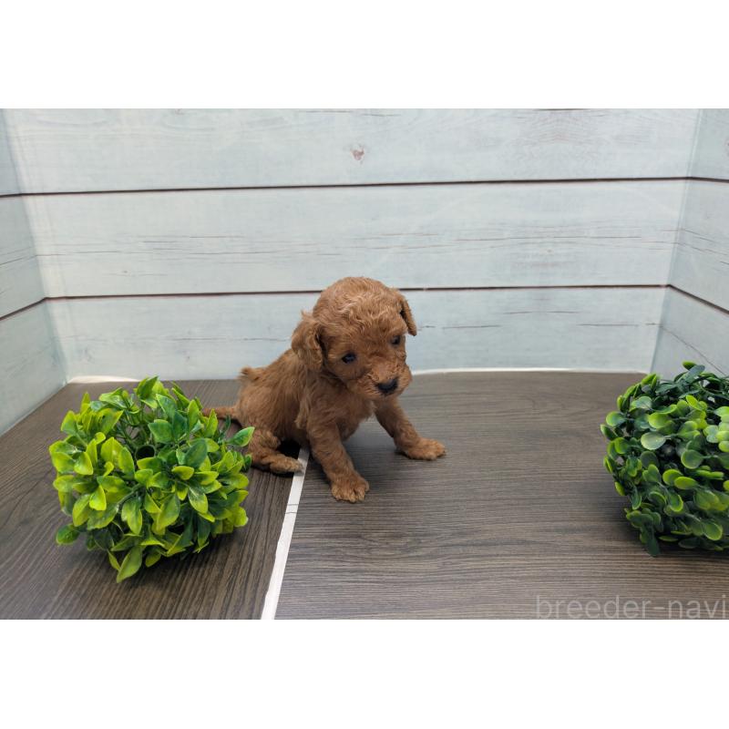 販売中の茨城県のティーカッププードル-438535の5枚目