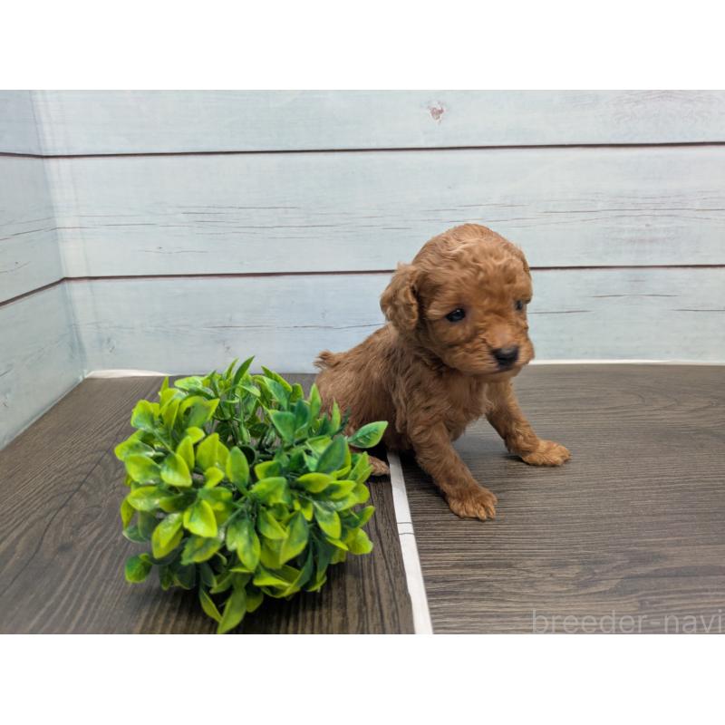 販売中の茨城県のティーカッププードル-438535の4枚目