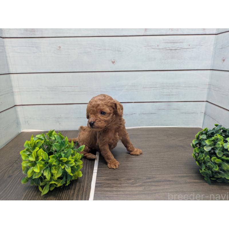 販売中の茨城県のティーカッププードル-438535の3枚目