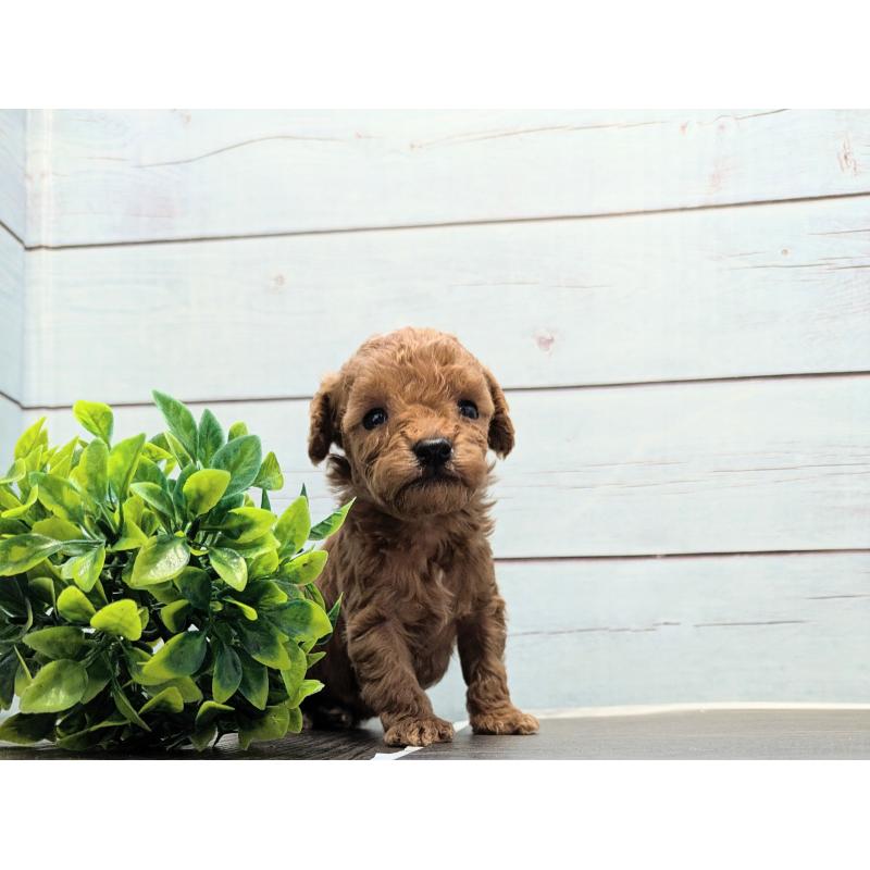 販売中の茨城県のティーカッププードル-438535の2枚目