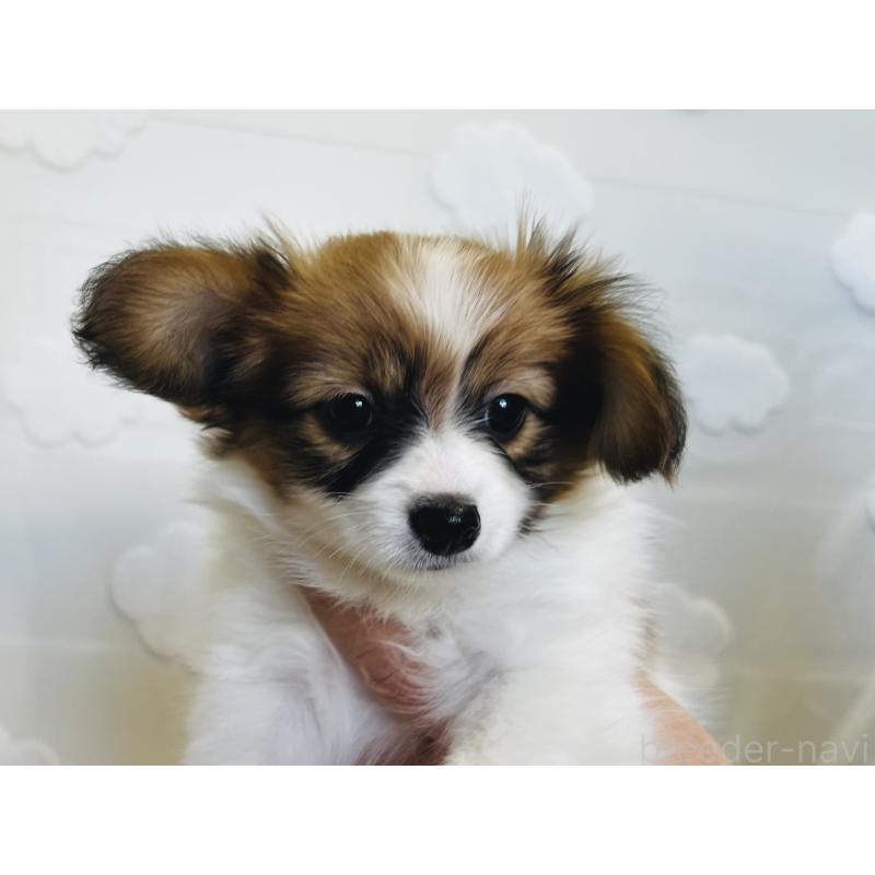 販売中の埼玉県のパピヨン-429638の2枚目