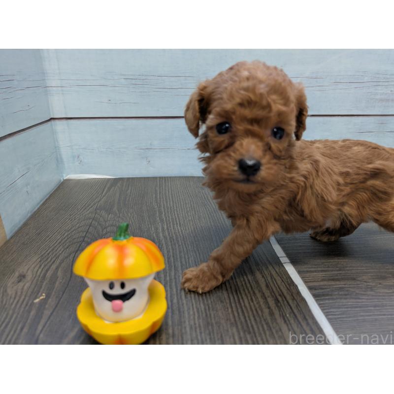 販売中の茨城県のティーカッププードル-438536の5枚目