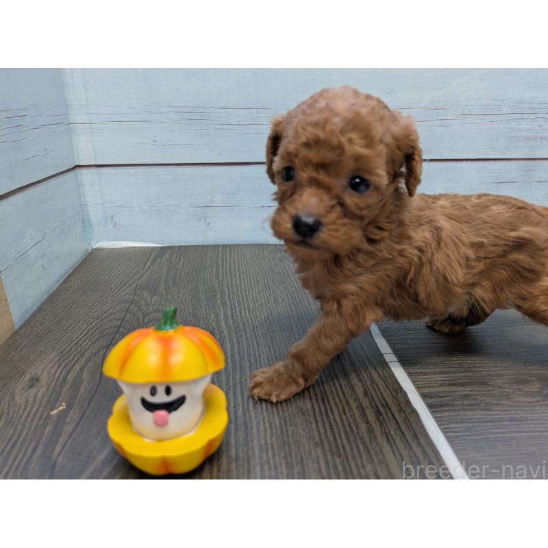 販売中の茨城県のティーカッププードル-438536の4枚目