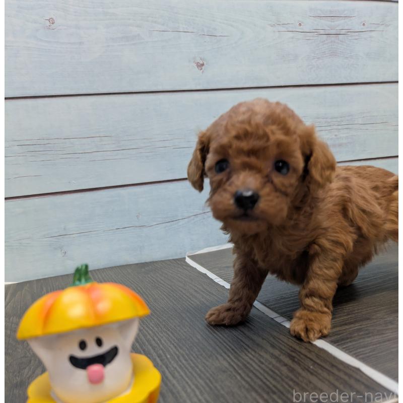 販売中の茨城県のティーカッププードル-438536の3枚目