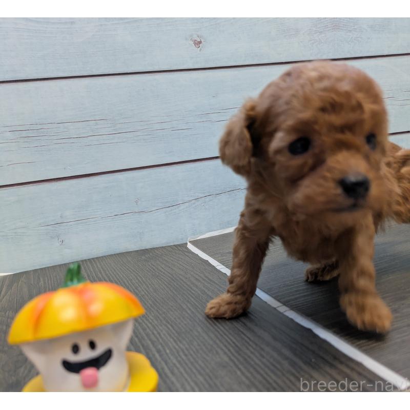 販売中の茨城県のティーカッププードル-438536の2枚目