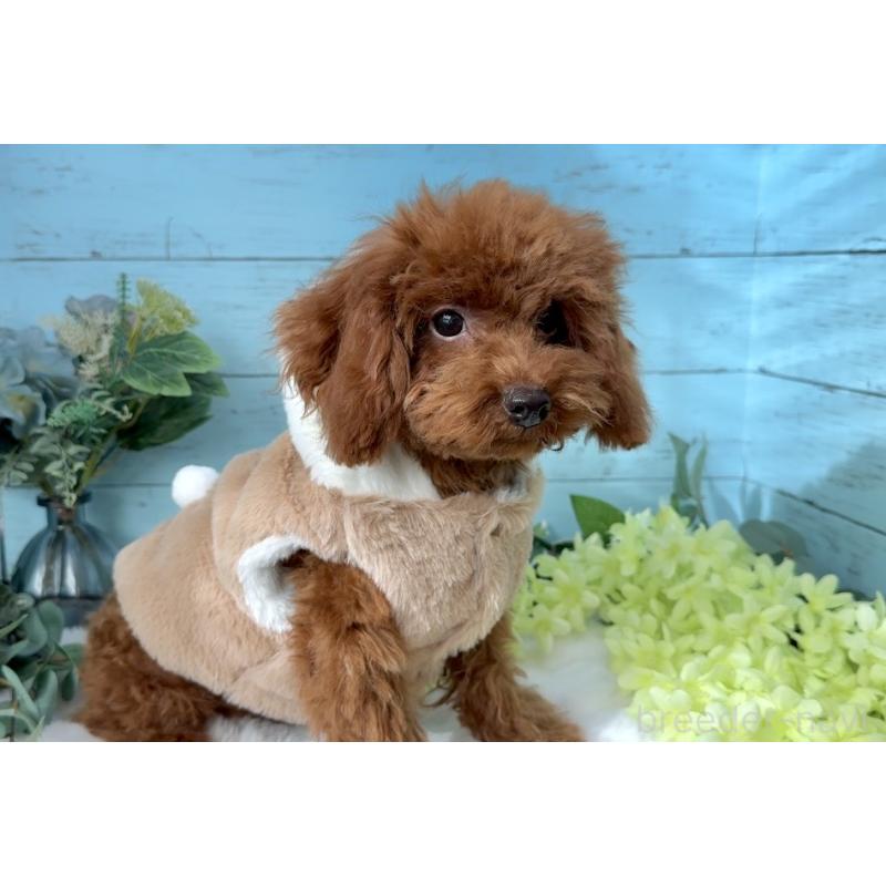 販売中の埼玉県のタイニープードル-423501の4枚目