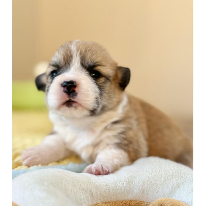 商談中の千葉県のウェルシュコーギーペンブローク-437688の15枚目