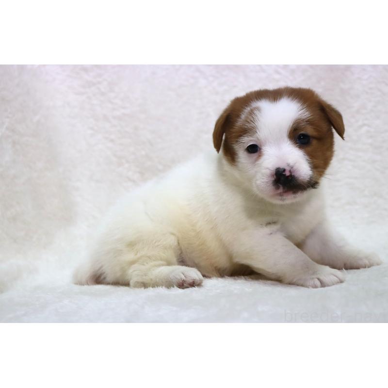 販売中の滋賀県のジャックラッセルテリア-438503の5枚目