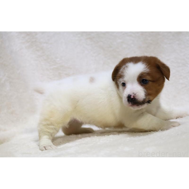 販売中の滋賀県のジャックラッセルテリア-438503の3枚目