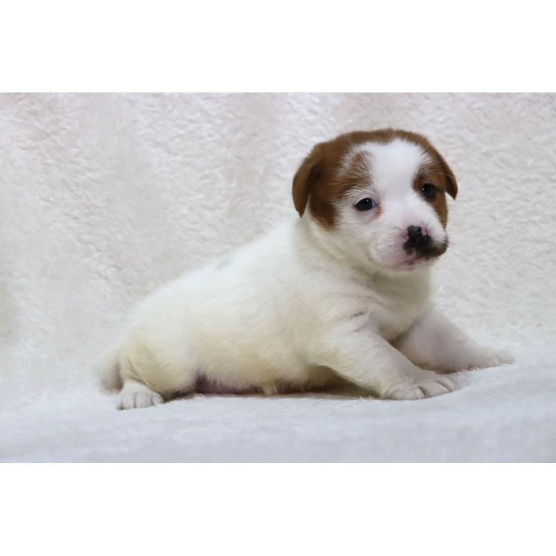 販売中の滋賀県のジャックラッセルテリア-438503の2枚目