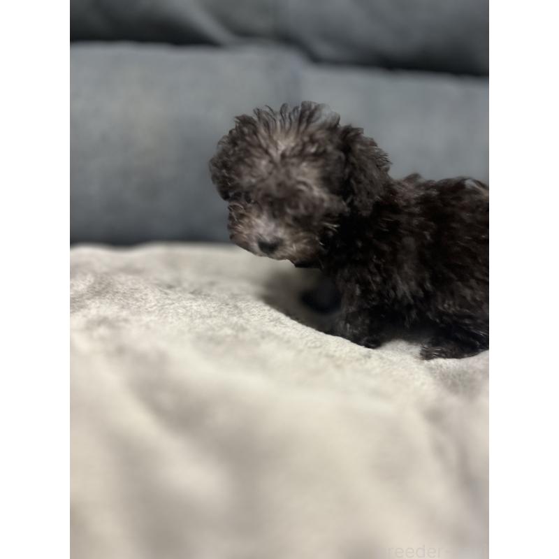 販売中の愛知県のトイプードル-438539の7枚目