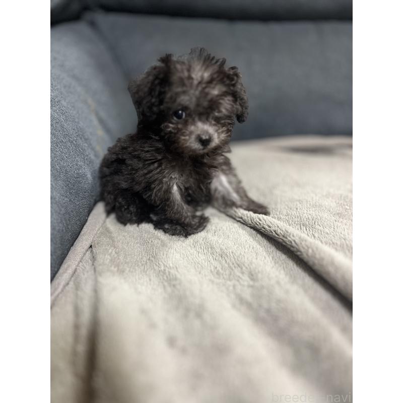 販売中の愛知県のトイプードル-438539の5枚目