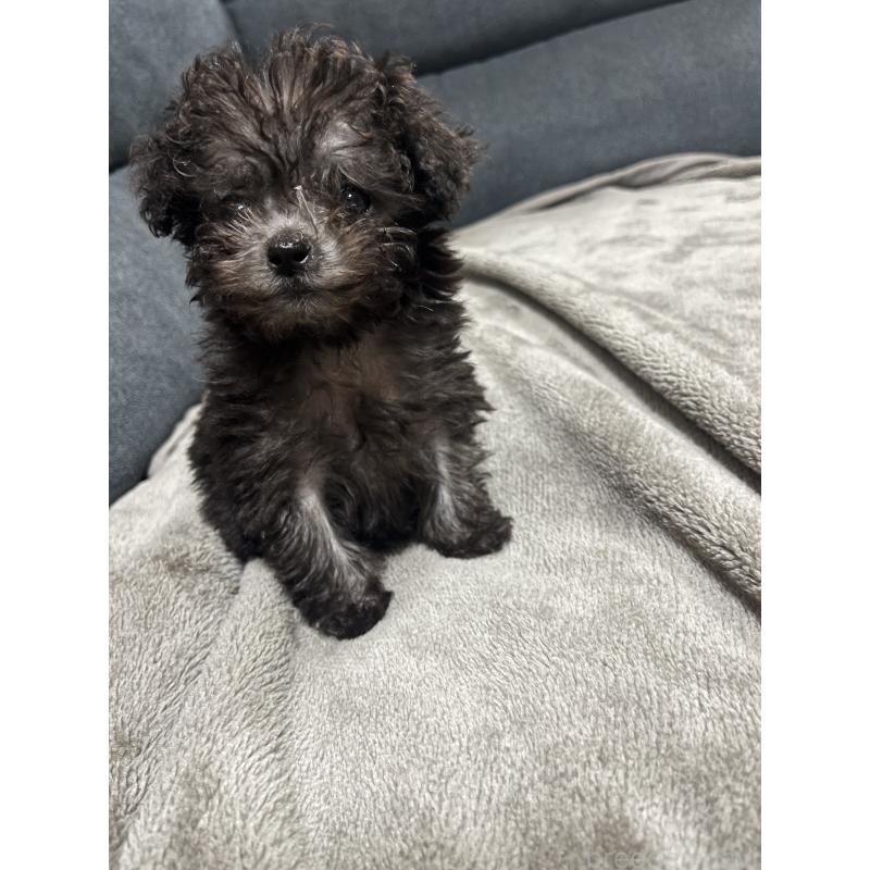 販売中の愛知県のトイプードル-438539の4枚目