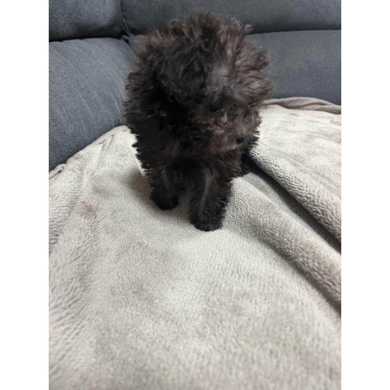 販売中の愛知県のトイプードル-438539の3枚目