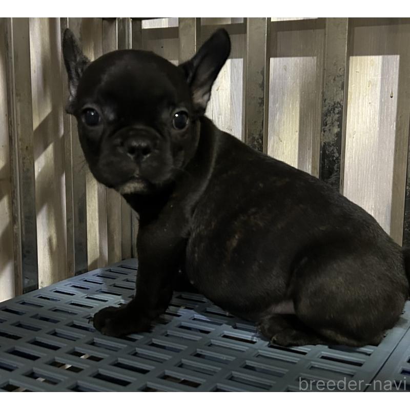 販売中の岐阜県のフレンチブルドッグ-435228