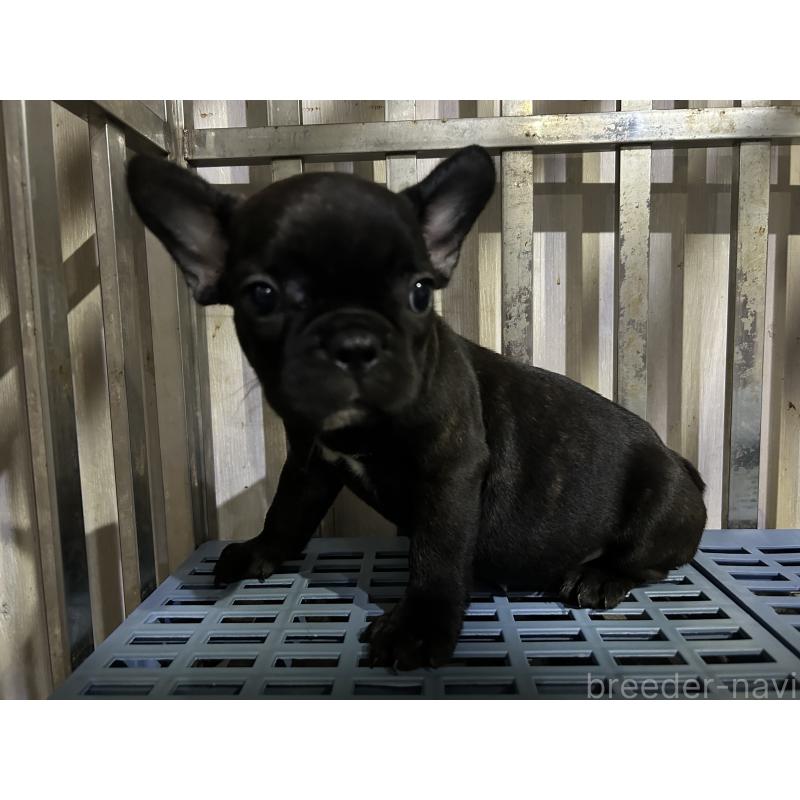 販売中の岐阜県のフレンチブルドッグ-435228の7枚目