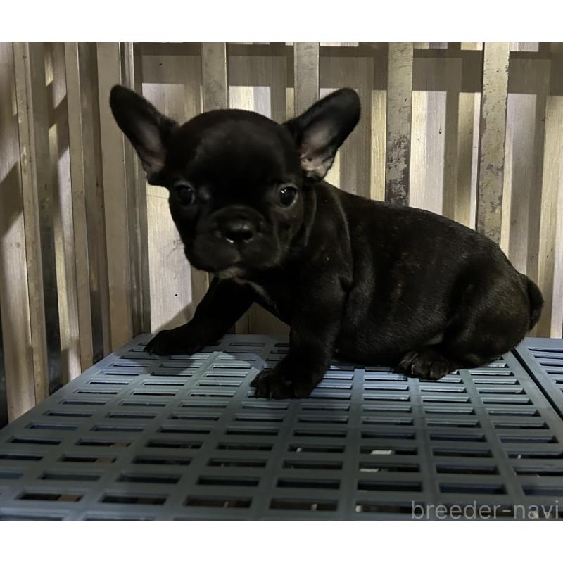 販売中の岐阜県のフレンチブルドッグ-435228の6枚目