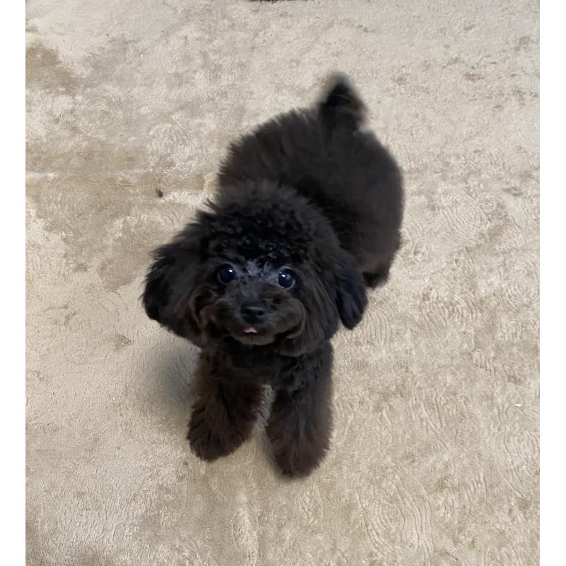 販売中の愛知県のティーカッププードル-410164の4枚目