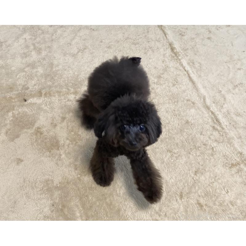 販売中の愛知県のティーカッププードル-410164の3枚目