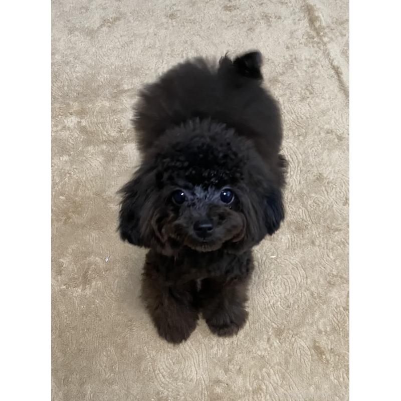 販売中の愛知県のティーカッププードル-410164の1枚目