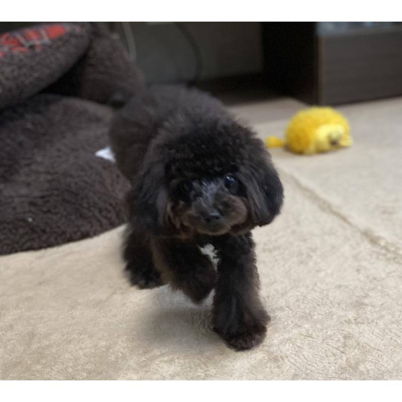 販売中の愛知県のティーカッププードル-410164の2枚目