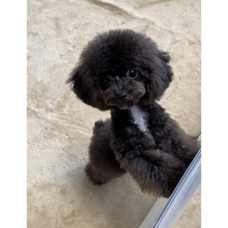 販売中の愛知県のティーカッププードル-410162