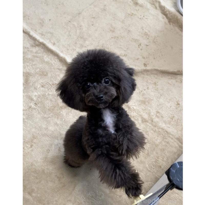 販売中の愛知県のティーカッププードル-410162の4枚目