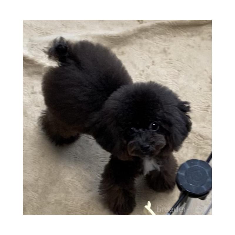 販売中の愛知県のティーカッププードル-410162の3枚目