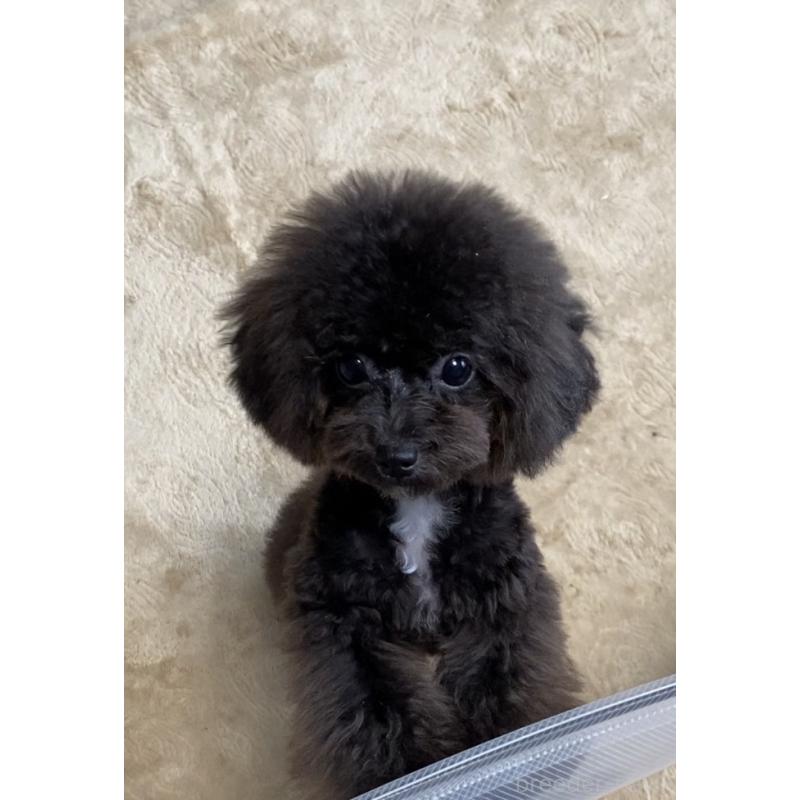 販売中の愛知県のティーカッププードル-410162の2枚目