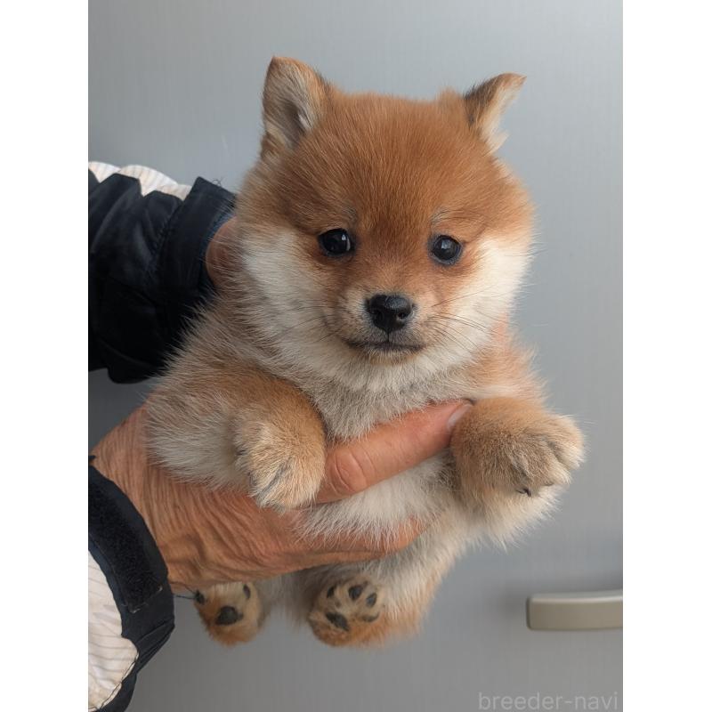 販売中の福岡県のミックス犬-438538の1枚目