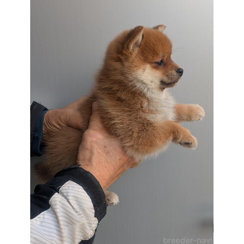 販売中の福岡県のミックス犬-438538の2枚目